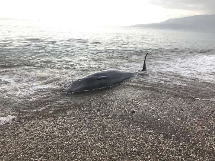 Antalya'da kıyıya vuran balina kurtarılarak denize bırakıldı