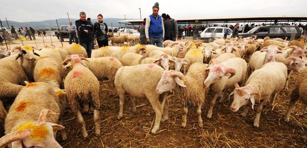 'Üç Kurban Bayramı’na yetecek kadar koyun var'